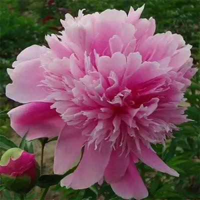 Пион ГОЛУБАЯ ХРИЗАНТЕМА травянистый в Бресте