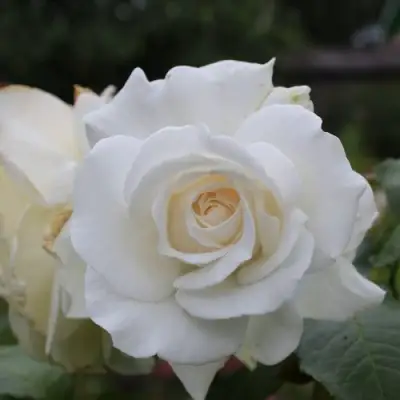 Роза АНАСТАСИЯ чайно-гибридная в Бресте