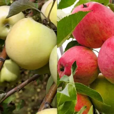 Комплект ЯБЛОЧНЫЙ ТАНДЕМ в Бресте