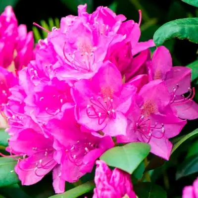 Азалия ПУРПУРТРАУМ японская в Бресте