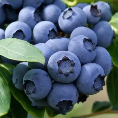 Голубика СПАРТАН в Бресте