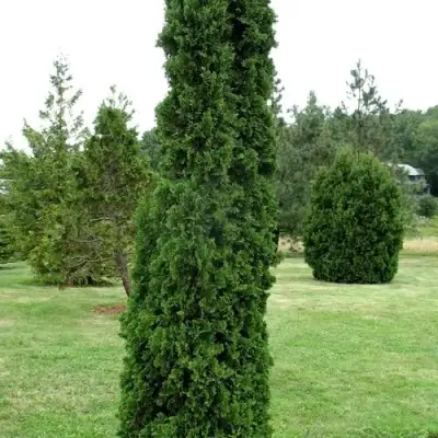 Туя ДЕГРУТ СПАЙР западная в Бресте