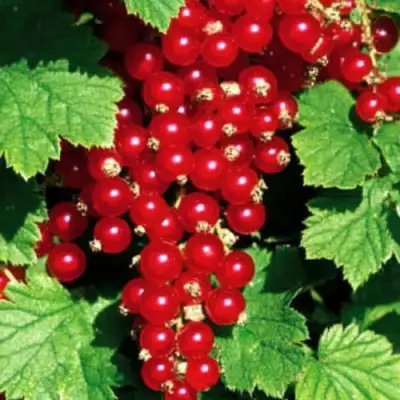 Смородина красная РЕД ЛЕЙК в Бресте