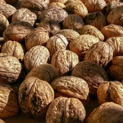Грецкий орех ПИНСКИЙ в Бресте