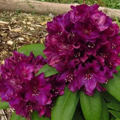 Рододендрон ПОЛАРНАХТ в Бресте