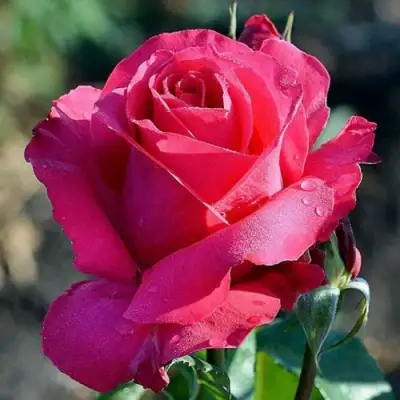 Роза ВИЕН РОУЗ чайно-гибридная в Бресте