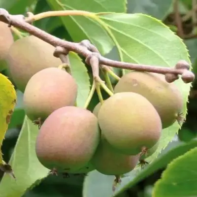 Актинидия ГИБРИДНАЯ КОЛБАСИНОЙ в Бресте