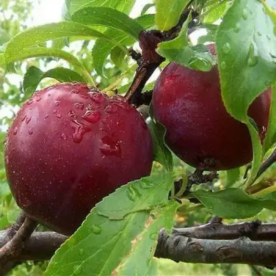 Слива КЛЕОПАТРА в Бресте