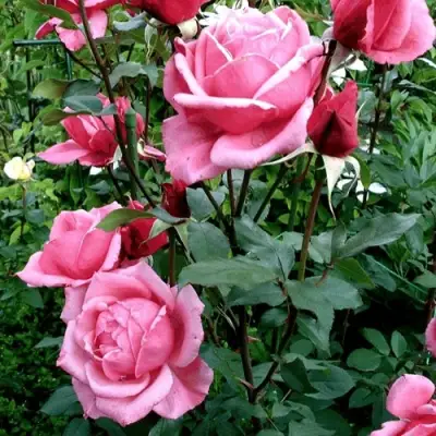 Роза ЭЙФЕЛЕВА БАШНЯ чайно-гибридная в Бресте