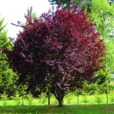 Слива НИГРА растопыреная в Бресте