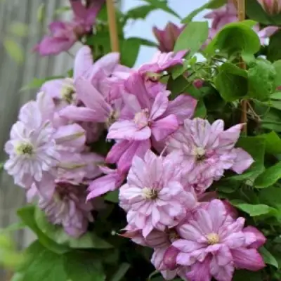 Клематис ИННОСЕНТ ГЛАНС в Бресте