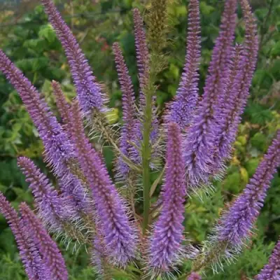 Вероникаструм ФАСЦИНЕЙШН в Бресте