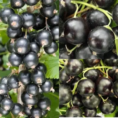 Комплект ЧЕРНАЯ СИЛА в Бресте