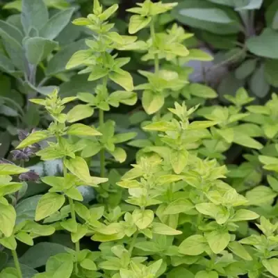 Душица ТАМБЛС ВАРИЕТИ обыкновенная в Бресте