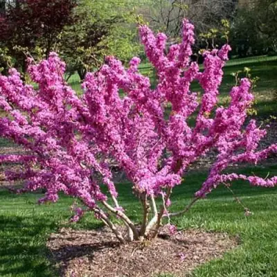 ЦЕРЦИС канадский  в Бресте