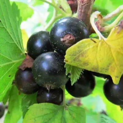 Смородина чёрная КАТЮША в Бресте