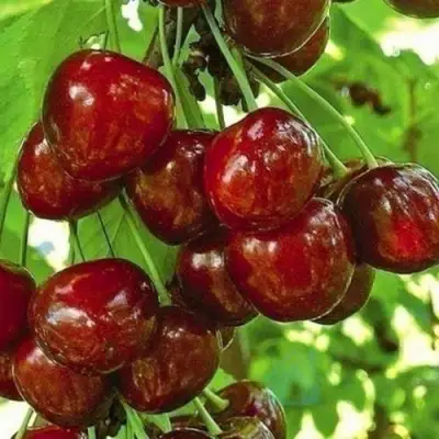 Черешня БУРЛАТ в Бресте