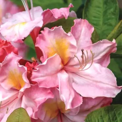 Азалия СЕССИЛЬ листопадная в Бресте