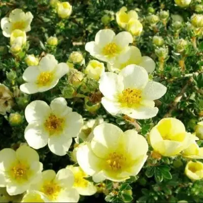 Лапчатка КЛОНДАЙК кустарниковая в Бресте