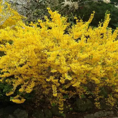 Форзиция ГОЛДЗАУБЕР средняя в Бресте