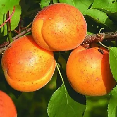 Абрикос СПАДЧЫНА в Бресте