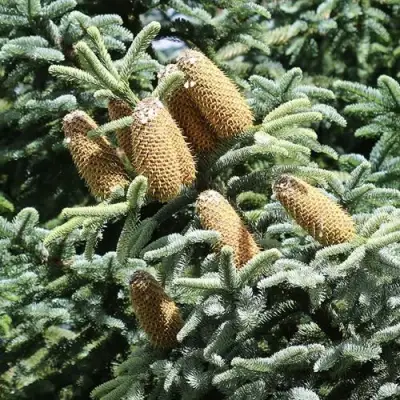 Пихта благородная в Бресте