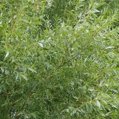 Ива ВИТЕЛЛИНА белая  в Бресте