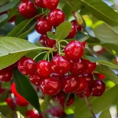 Вишня ГИРЛЯНДА в Бресте