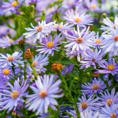 Астра ЛИТТЛ КАРЛОУ сердцелистная в Бресте