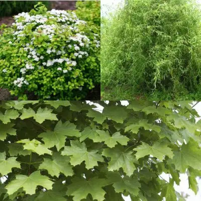 Комплект ЗЕЛЕНЫЙ ОАЗИС в Бресте