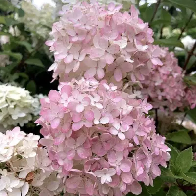 Гортензия БОМБШЕЛ метельчатая в Бресте