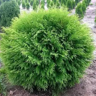 Туя ЛИТЛ ЧЕМПИОН западная в Бресте