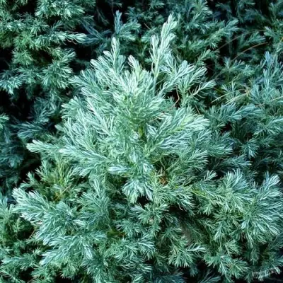 Кипарисовик БУЛЕВАРД горохоплодный в Бресте