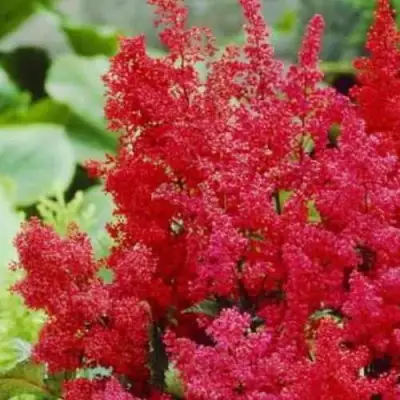 Астильба ЭТНА Арендса в Бресте