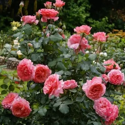 Роза ЛОРАН КАБРОЛЬ шраб в Бресте