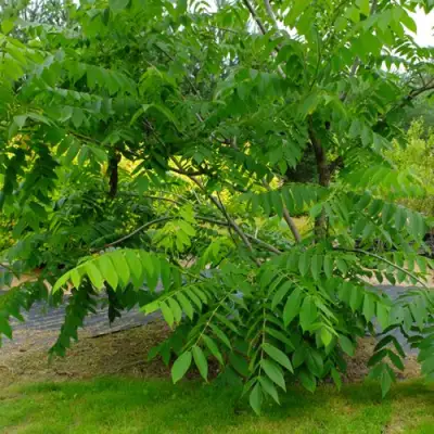 Орех МАНЬЧЖУРСКИЙ в Бресте