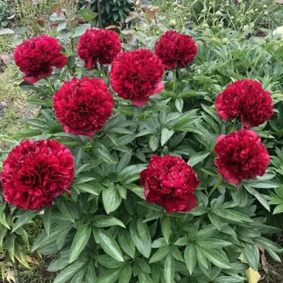 Пион ГАЛАКТИКА травянистый в Бресте