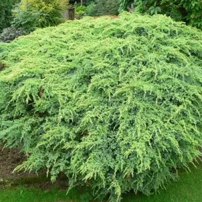 Можжевельник ХОЛГЕР чешуйчатый в Бресте