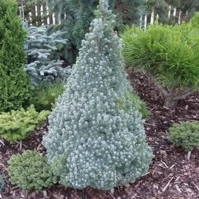 Ель САНДЕРС БЛЮ канадская в Бресте