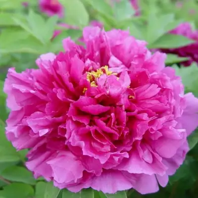 Пион ЛИЛОВАЯ ФАНТАЗИЯ древовидный в Бресте