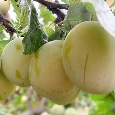 Слива УТРО в Бресте