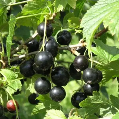 Смородина чёрная ПАМЯТЬ ВАВИЛОВА в Бресте