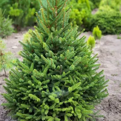 Ель КОМПАКТА обыкновенная в Бресте