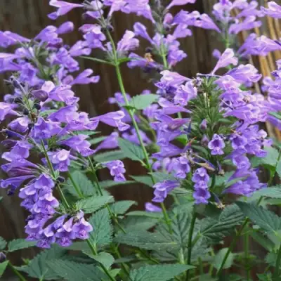 Котовник БЛЮ ДРИМС полусидячий в Бресте