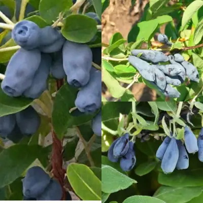 Комплект СЕВЕРНЫЕ ВИТАМИНЫ в Бресте