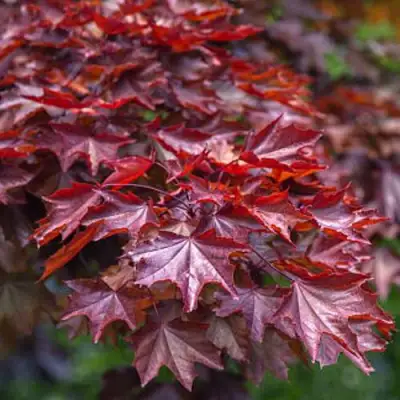 Клен КРИМСОН КИНГ остролистный в Бресте