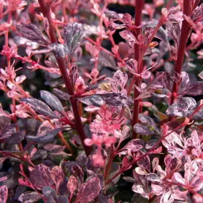 Барбарис АРЛЕКИН тунберга в Бресте