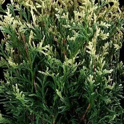 Туя ГОЛД ПЕРЛ западная в Бресте