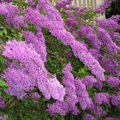 Сирень КИТАЙСКАЯ в Бресте