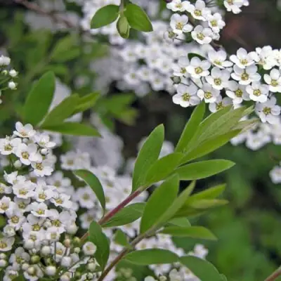 Спирея АРГУТА в Бресте
